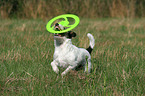 Parson Russell Terrier spielt mit Frisbee