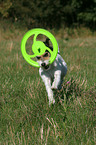 spielender Parson Russell Terrier