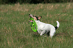 spielender Parson Russell Terrier