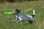 Parson Russell Terrier spielt mit Frisbee