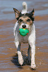 Parson Russell Terrier spielt mit Ball