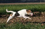 rennender Parson Russell Terrier