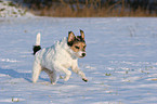 Parson Russell Terrier im Schnee