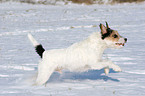 Parson Russell Terrier im Schnee