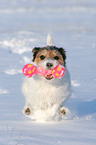 Parson Russell Terrier spielt im Schnee