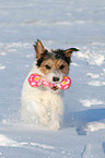 Parson Russell Terrier spielt im Schnee