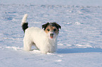 Parson Russell Terrier im Schnee