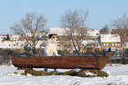 Parson Russell Terrier im Schnee