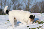 Parson Russell Terrier buddelt im Schnee