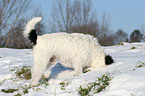 Parson Russell Terrier buddelt im Schnee