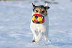 Parson Russell Terrier spielt im Schnee