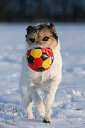 Parson Russell Terrier spielt im Schnee