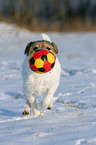 Parson Russell Terrier spielt im Schnee