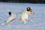 Parson Russell Terrier rennt im Schnee