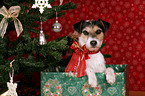 Parson Russell Terrier unterm Weihnachtsbaum