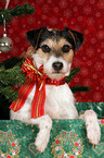 Parson Russell Terrier unterm Weihnachtsbaum