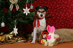 Parson Russell Terrier unterm Weihnachtsbaum