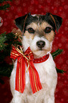 Parson Russell Terrier unterm Weihnachtsbaum