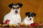 Jack und Parson Russell Terrier