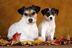 Jack und Parson Russell Terrier