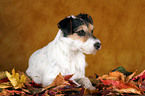 liegender Parson Russell Terrier