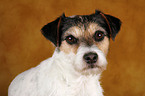 Parson Russell Terrier Portrait