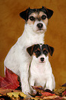 Jack und Parson Russell Terrier