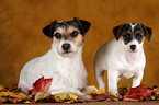 Jack und Parson Russell Terrier