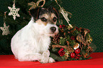 Parson Russell Terrier zu Weihnachten