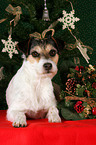 Parson Russell Terrier zu Weihnachten