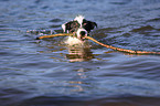 Parson Russell Terrier