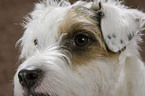 Parson Russell Terrier