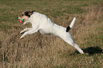 springender Parson Russell Terrier