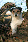 Parson Russell Terrier auf Baumwurzel