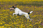 Parson Russell Terrier rennt auf Blumenwiese