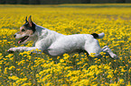 Parson Russell Terrier springt auf Blumenwiese