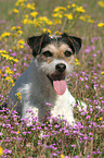 Parson Russell Terrier auf Blumenwiese