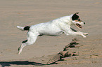 rennender Parson Russell Terrier