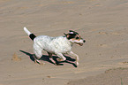 rennender Parson Russell Terrier