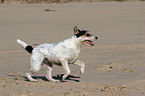 rennender Parson Russell Terrier