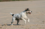 rennender Parson Russell Terrier