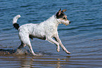 rennender Parson Russell Terrier