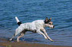 rennender Parson Russell Terrier