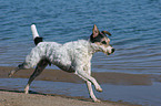 rennender Parson Russell Terrier