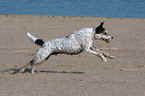 rennender Parson Russell Terrier