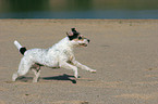 rennender Parson Russell Terrier