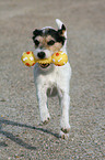 spielender Parson Russell Terrier