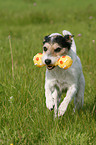 spielender Parson Russell Terrier