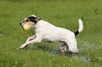 spielender Parson Russell Terrier