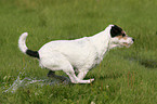 rennender Parson Russell Terrier